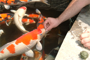 Train your Koi to eat from your hand.  Hand Feeding Your Koi.